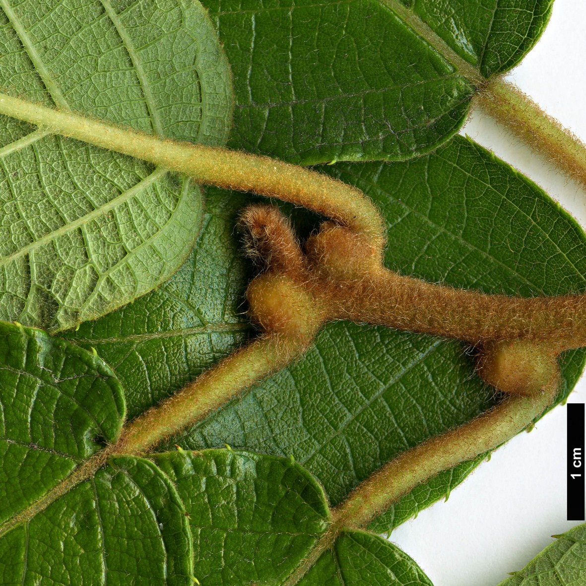 High resolution image: Family: Actinidiaceae - Genus: Actinidia - Taxon: hemsleyana